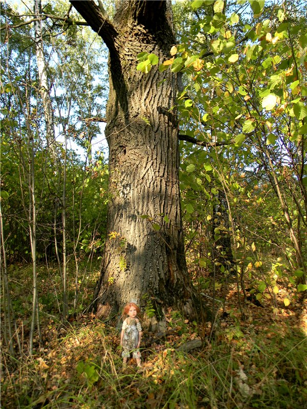 В сентябре пришло к нам лето! Мальва Zwergnase, мой рыжий эльфик