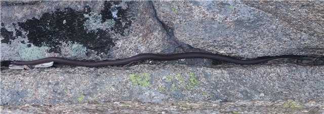 Сибинские озера. Фросенька-эльф высокогорный. ReaiPuki Pupu