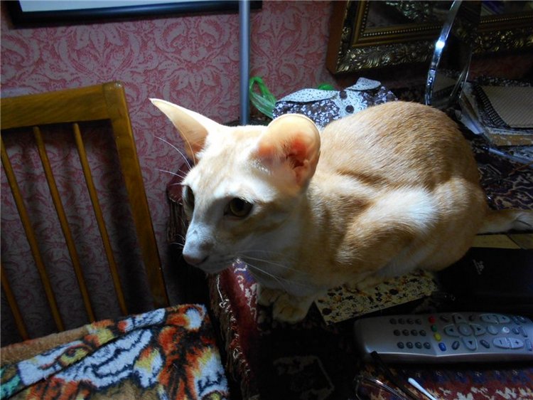 Платье для Стеши — Одежда и обувь для кукол своими руками: фото (фото 6)