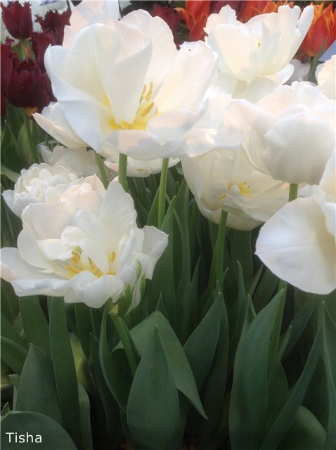 Поздравление с 8 Марта от моих девочек Kish, Heartstring и Kidz'n Kats