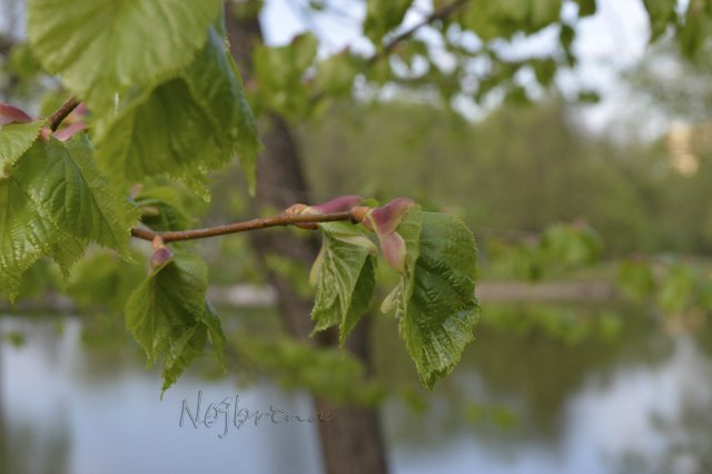Яркие краски. Вихтели Rosemarie Anna Muller (фото 6)