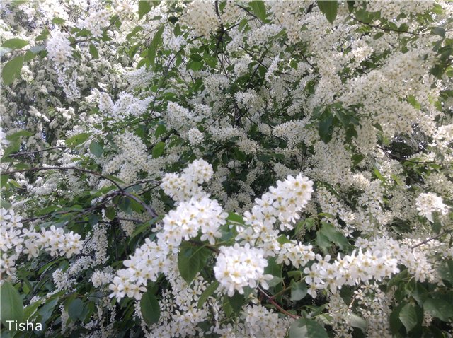 Летние наряды для моих любимок