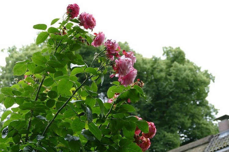 Hirschpark Hamburg. Олений парк. ВИДЕО