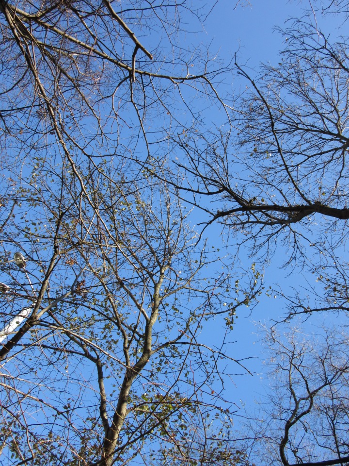 Утренняя прогулка в парке Горького с Соломоном и Анхен, или О сложностях гуляния с собакой и куклой одновременно