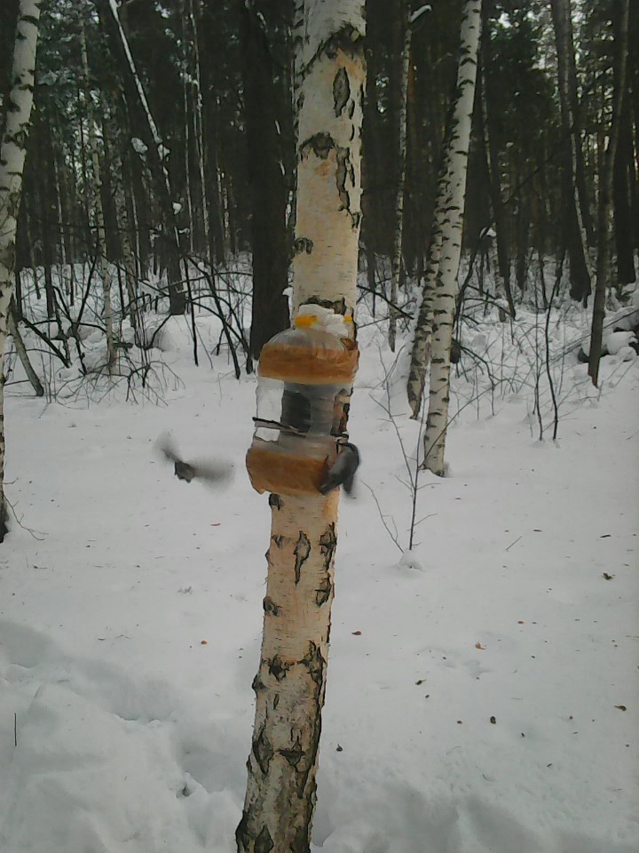 Интересное наблюдение за птицами у кормушки