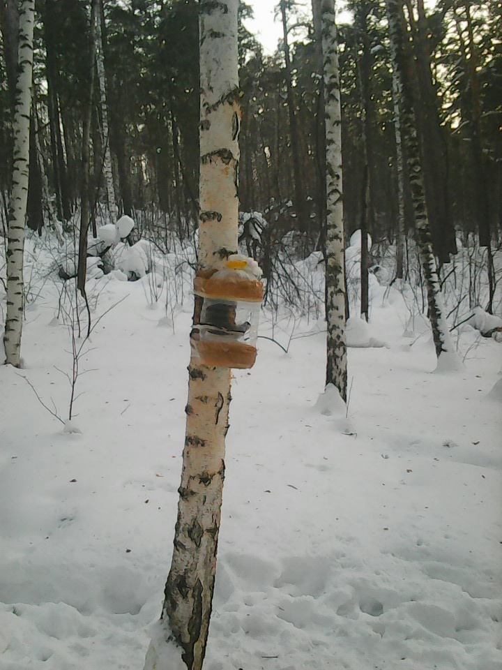 Интересное наблюдение за птицами у кормушки