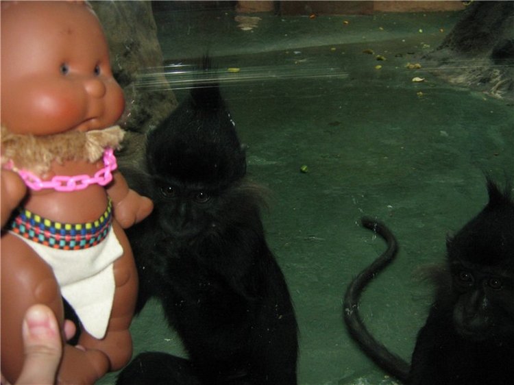 Пупсы Nines Artesanal D'Onil в Ижевском зоопарке