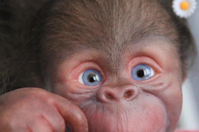 Манюня - обезьянка реборн Элины Кудрявцевой