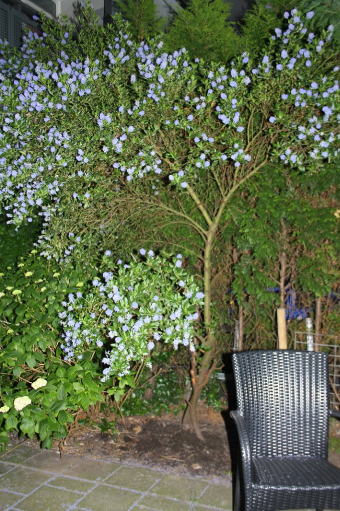 Проказник Антон или Вихтели забавляются! (часть вторая) (фото 2)