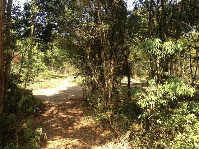 Светлая Галадриэль, или путешествие по Эльфийскому лесу | Бэйбики Светлая Галадриэль, или путешествие по Эльфийскому лесу (фото 3)