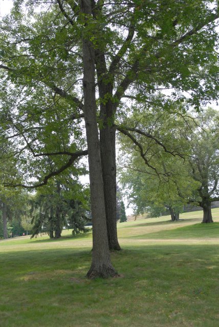 Мне березка нравится - ведь обе мы красавицы! Листья тихо шелестят, меж собою говорят