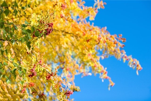 Новые платьица "Калинка-малинка" для Ханночек Gotz (фото 3)