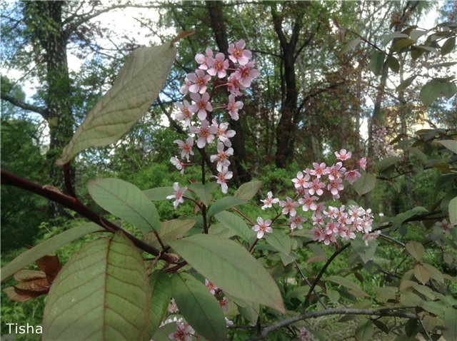 Летние наряды для моих любимок (фото 5)