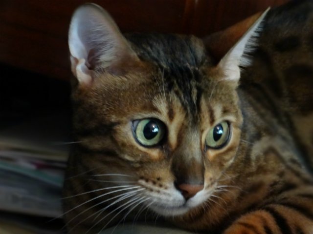 Метелька и её новый друг | Бэйбики Метелька и её новый друг — Куклы Souldoll (Соулдолл): BJD (БЖД)