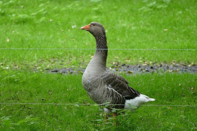 Hirschpark Hamburg. Олений парк. ВИДЕО