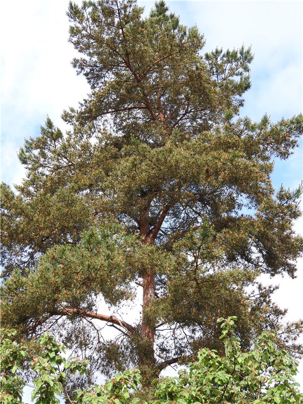 Любителям маленьких кукол