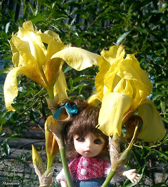 Манюнькино лето-1 PukiFee Ante