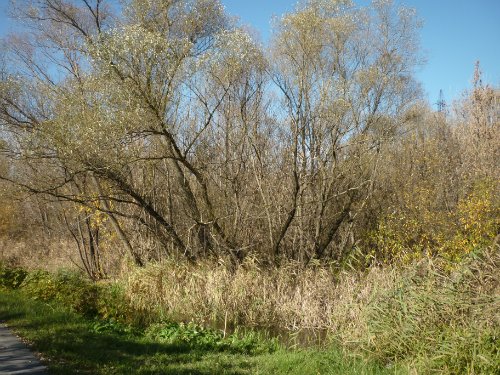 Золотая осень. Старый Оскол, Белгородская область (фото 7)