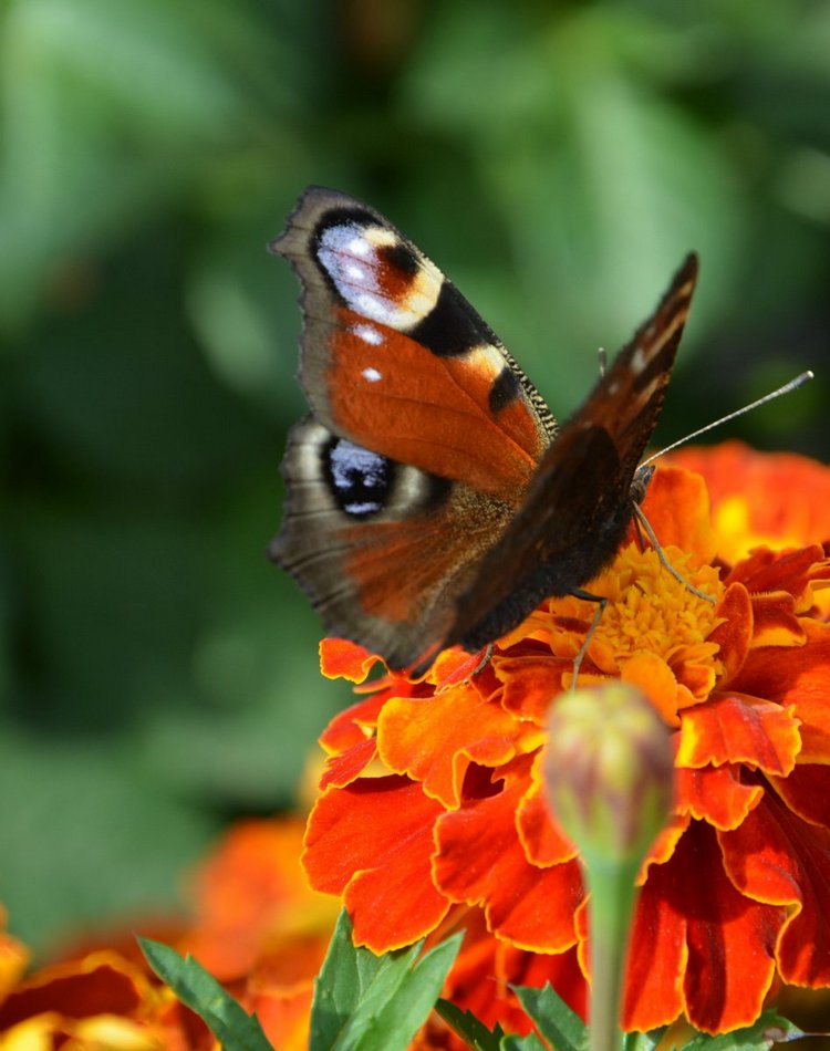 Охота на бабочек — Болталка и разговоры обо всем: жизнь