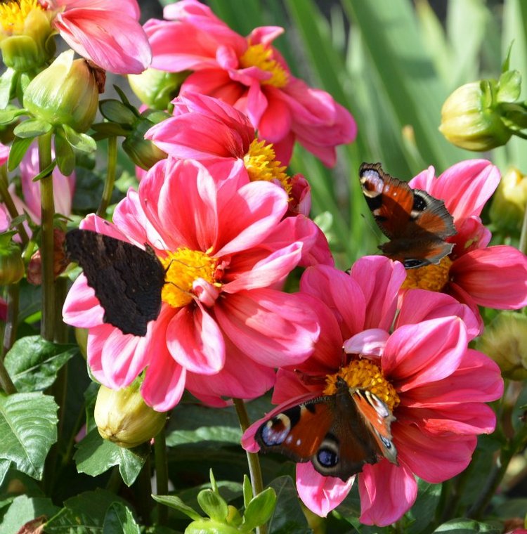 Охота на бабочек — Болталка и разговоры обо всем: жизнь (фото 10)