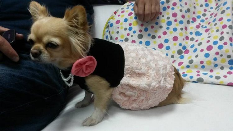 Наше участие в конкурсе Кукла и питомец | Бэйбики Наше участие в конкурсе Кукла и питомец