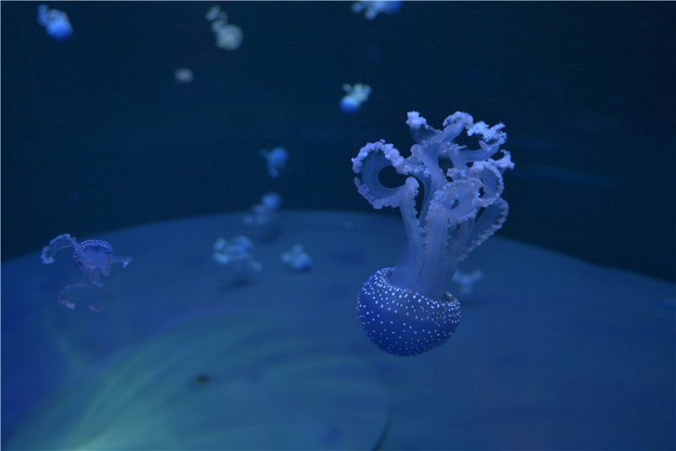 Испания. Тенерфе. Часть 2. Лоро парк (фото 5)