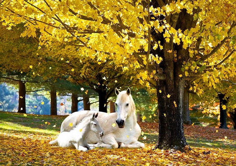 Красотка-осень — Болталка и разговоры обо всем: жизнь