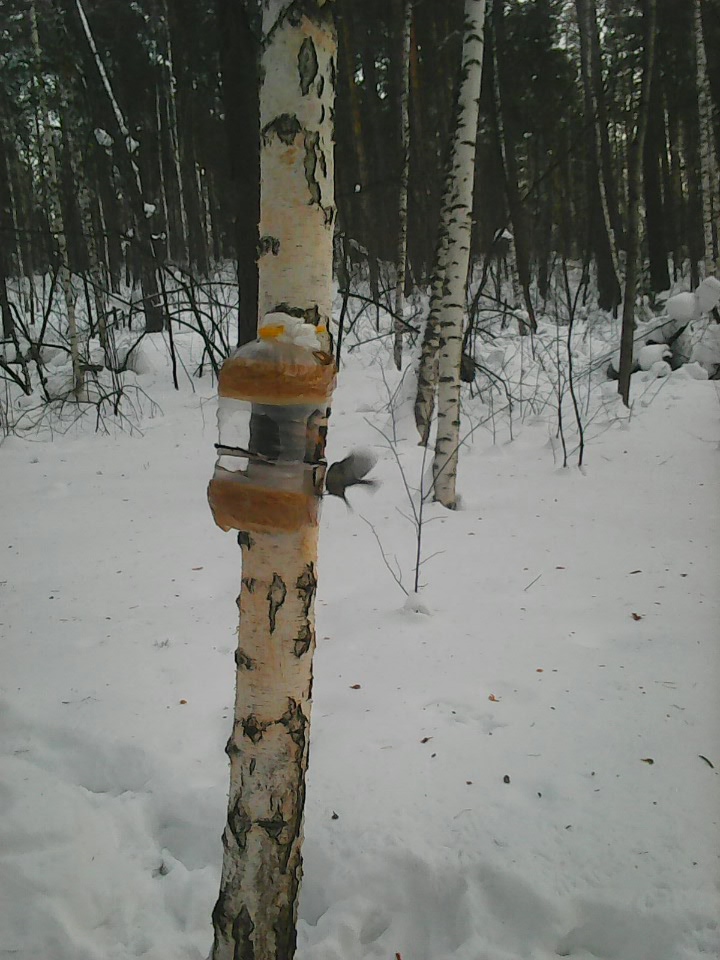 Интересное наблюдение за птицами у кормушки