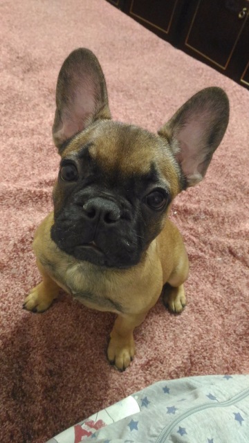 В эмоциях о прошедшей выставке в Москве. Искусство куклы 2016