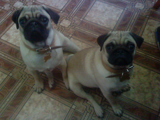 Не только куклы — Другие хобби и увлечения: сад (фото 6)