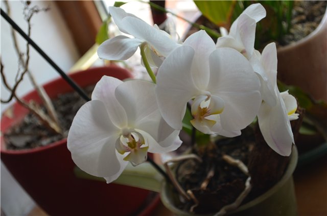 Мамина помощница - Джойка огородница (фото 2)