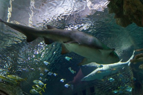 Воронежский океанариум — Туризм и путешествия: фотоотчеты из поездок