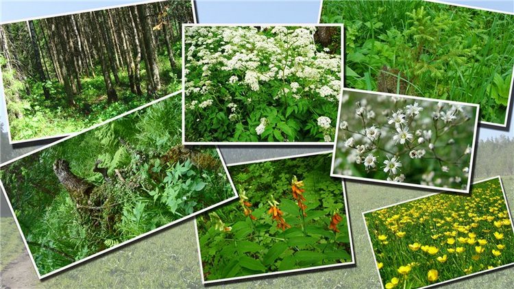 Национальный парк "Зюраткуль". ( 1ч. Хребет "Зюраткуль") (фото 9)