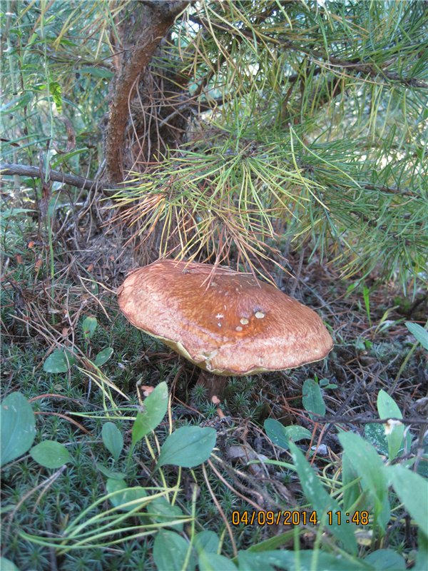 Алёнка, моя куколка Paola Reina