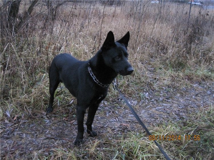 По мотивам "Варежки" — Другие хобби и увлечения: сад (фото 7)