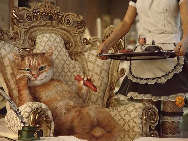 Кошачий позитив — Интересное и необычное: фотоподборки