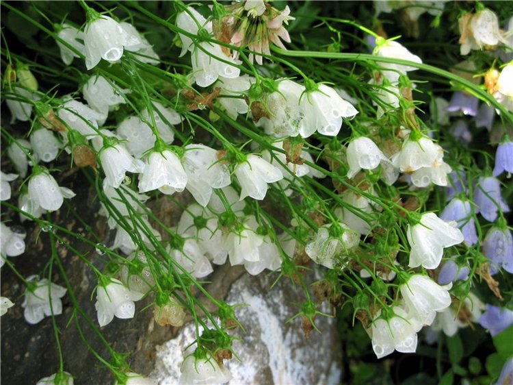 Кашин - город русского сердца. Часть седьмая. Вознесенский кафедральный собор