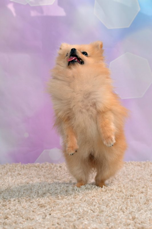 Фотосессия кукол — Домашние коллекции кукол: фото собраний