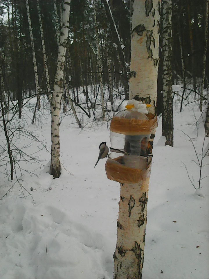 Интересное наблюдение за птицами у кормушки