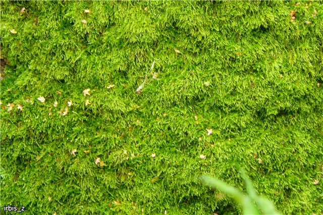 Осенняя сказка. Часть 1. (PukiFee Ante Ариэтти, PukiFee Bonnie Ариэль) | Бэйбики Осенняя сказка. Часть 1. (PukiFee Ante Ариэтти, PukiFee Bonnie Ариэль)