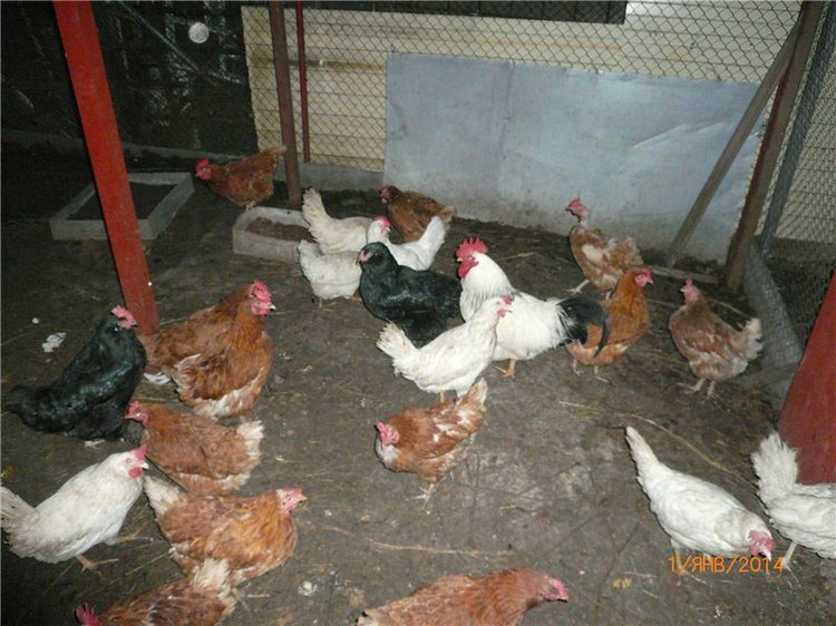 С новым годом — Домашние коллекции кукол: фото собраний