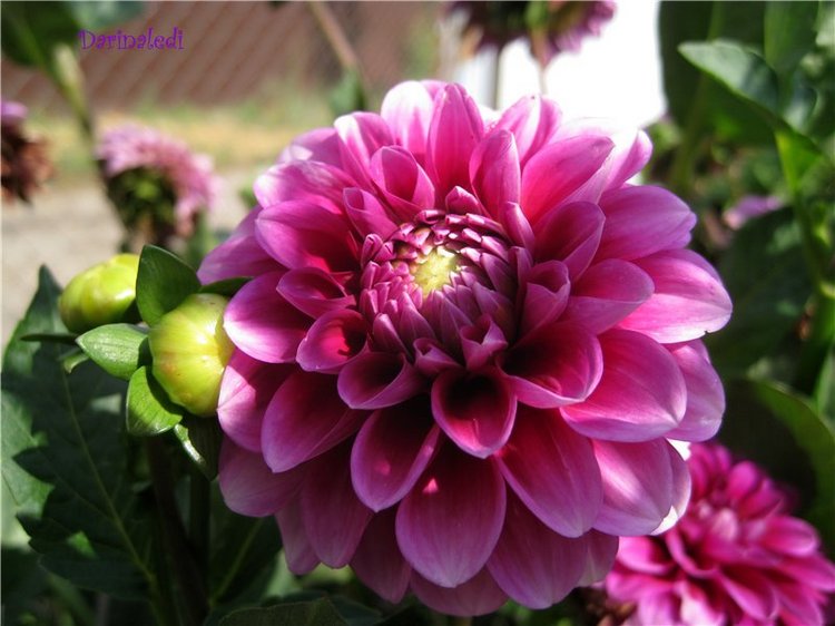 Моя милая девочка Полина! Кукла Paola Reina | Бэйбики Моя милая девочка Полина! Кукла Paola Reina (фото 7)