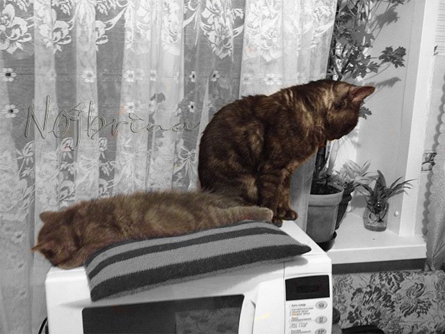 Серый кот. Вихтели Schildkroet