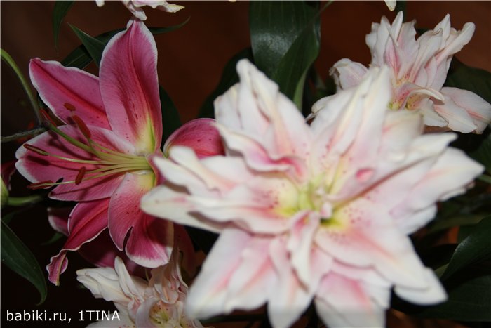 Лилии и Яни от Kaye Wiggs