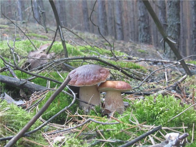 "Неприятный случай" или Ёжик, осень, грибочки. Wichtel, Rosemarie Anna Muller