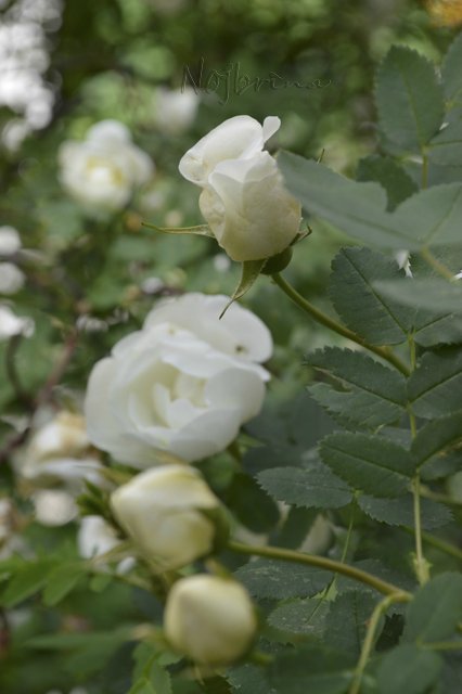 Яркие краски. Вихтели Rosemarie Anna Muller