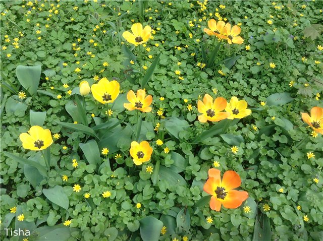 Летние наряды для моих любимок (фото 8)