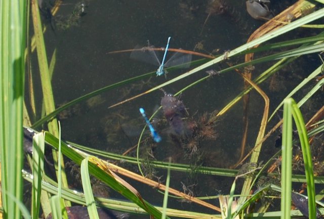 Путешествие по огромному миру! Ирис от E. Pfaffendorf и Тим от Susi Eimer