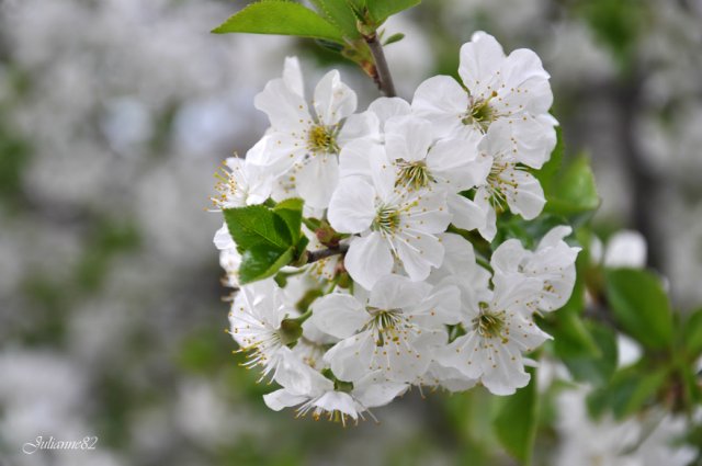 "Первый майский день..." Оливия от Helen KISH