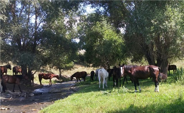 Однажды летним жарким днем.... Как Ева к конкурсу готовилась (фото 2)